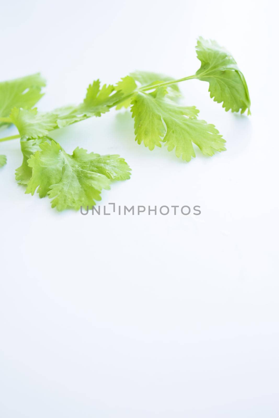 Fresh coriander on white kitchen table. Copy space