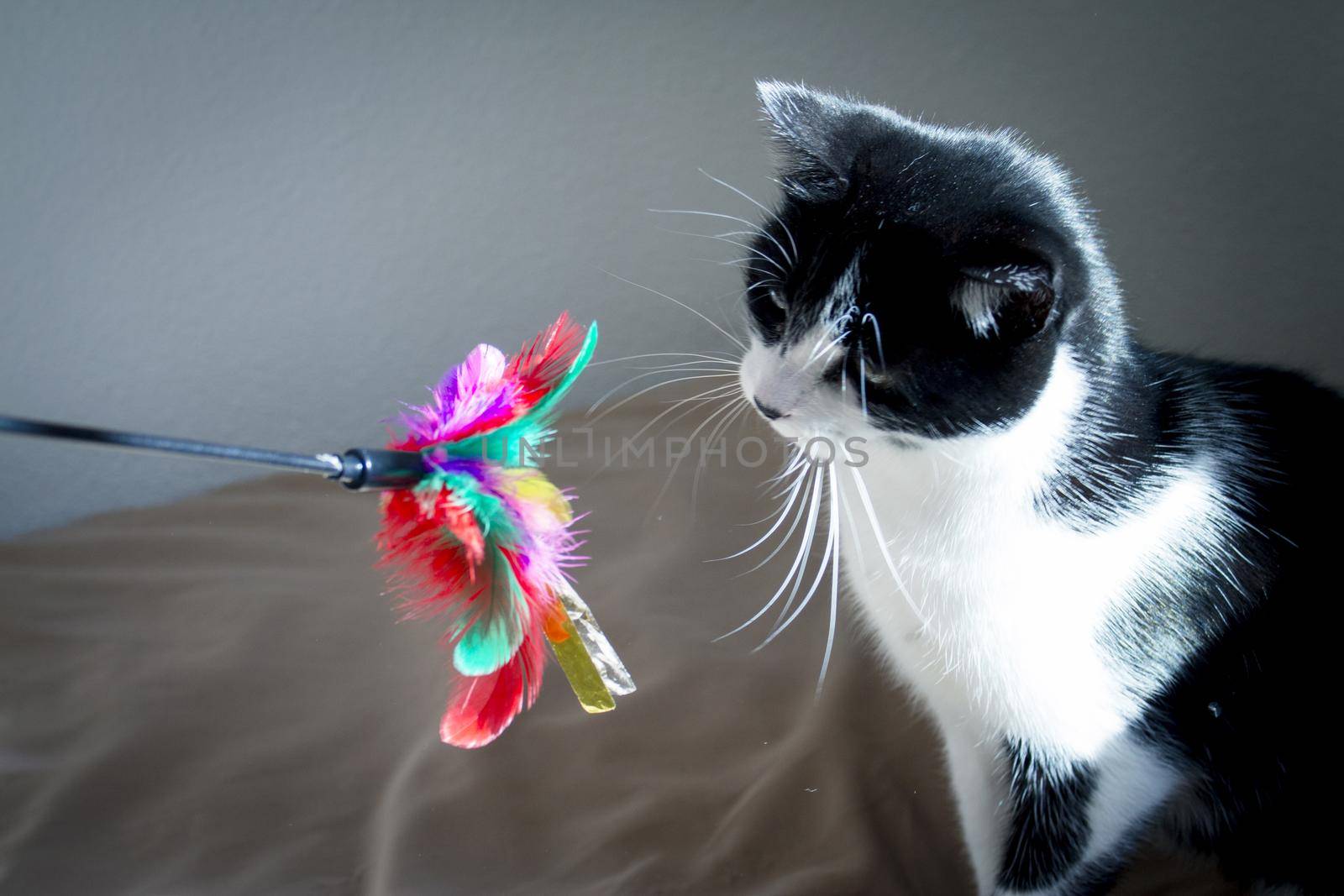 Black and white cat playing with colored cat duster. No people