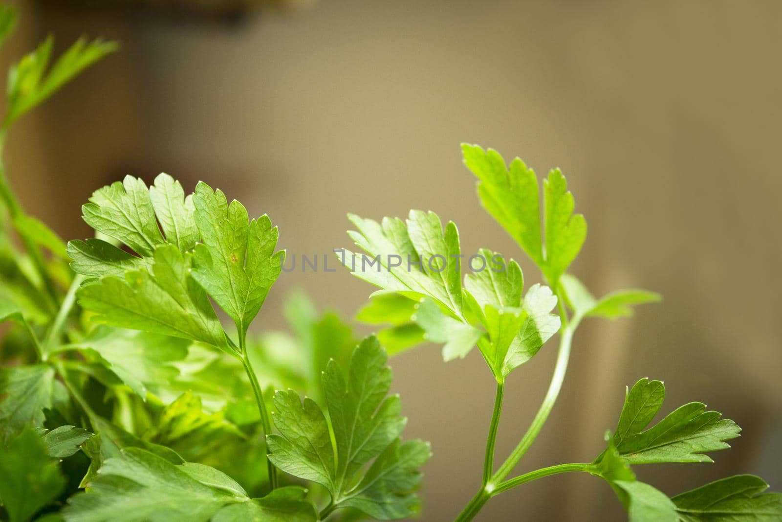Fresh parsley. Seasoning for healthy cooking. Suitable for vegetarians and vegans