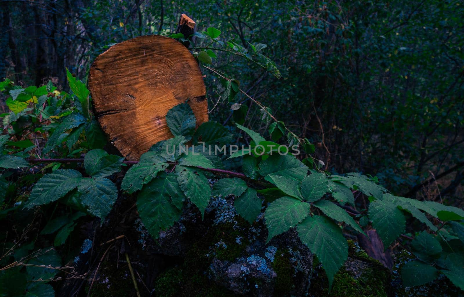 Trunk of a fallen tree with plants around it by xavier_photo