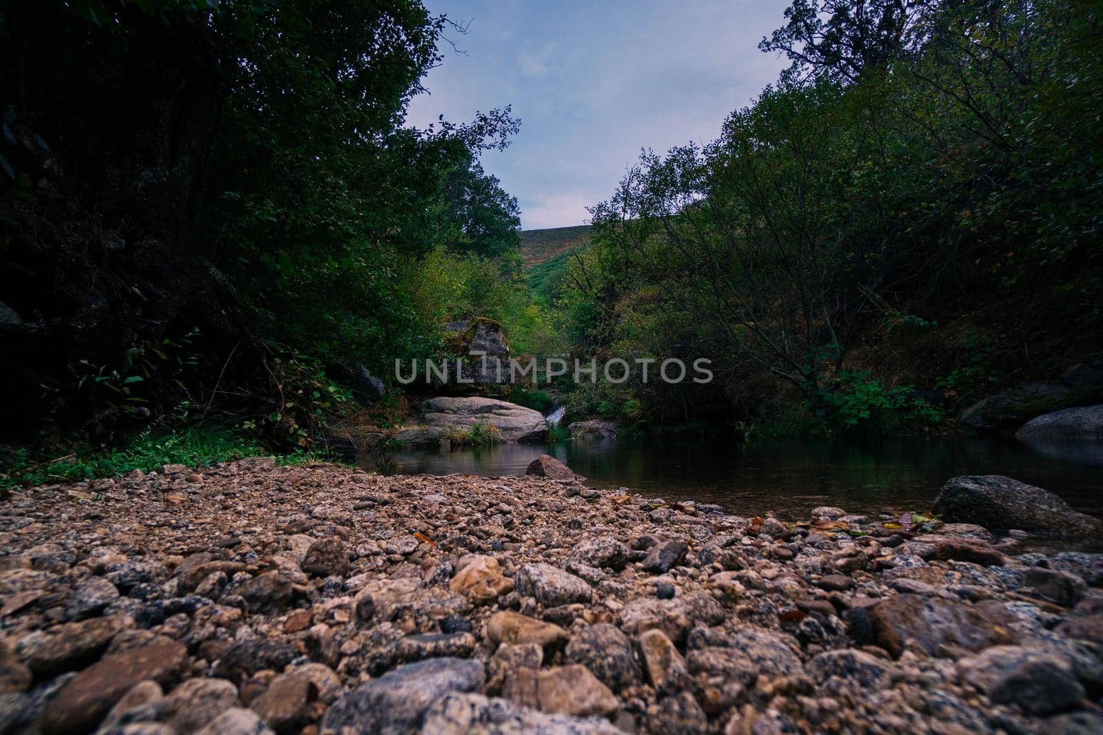 River bank surrounded by trees and plants