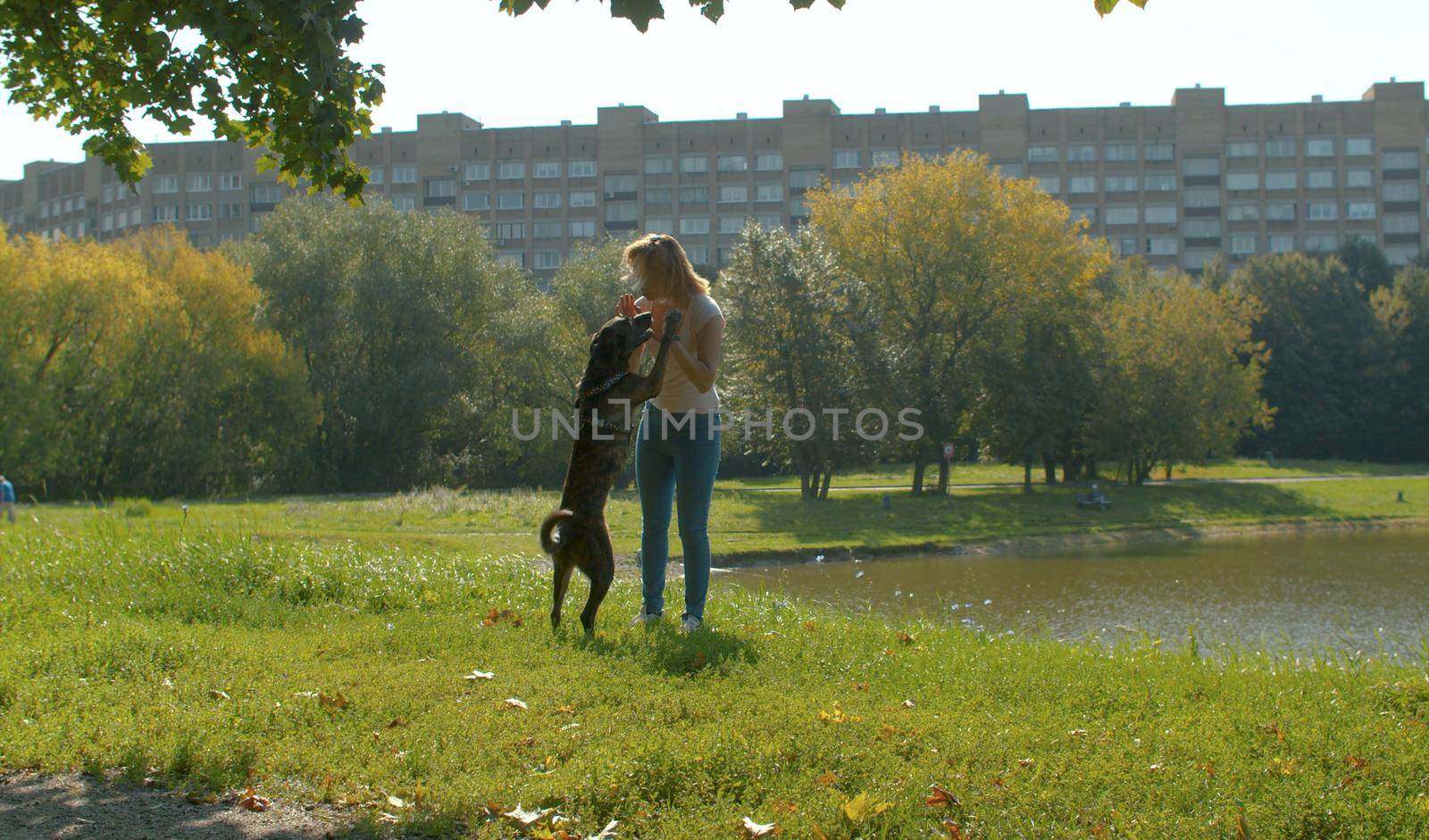 Young woman playing with the dog in the park. Dog standing on its hind legs.