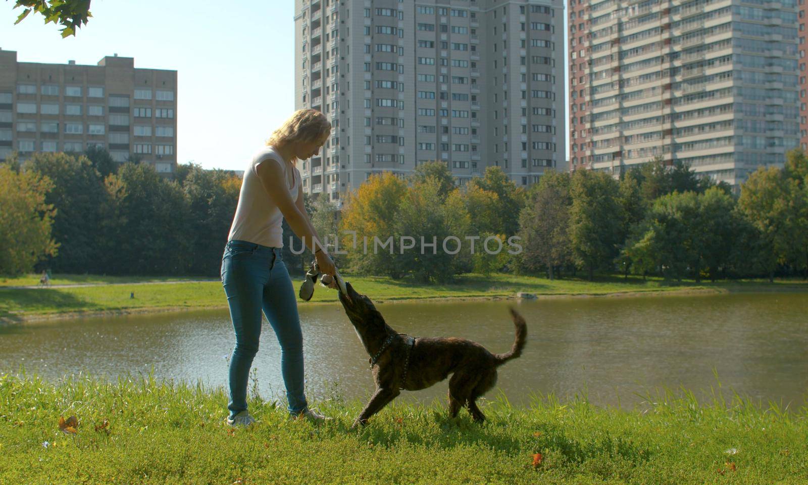 Woman playing with the dog in the park. Dog holding a piece of tissue in the teeth