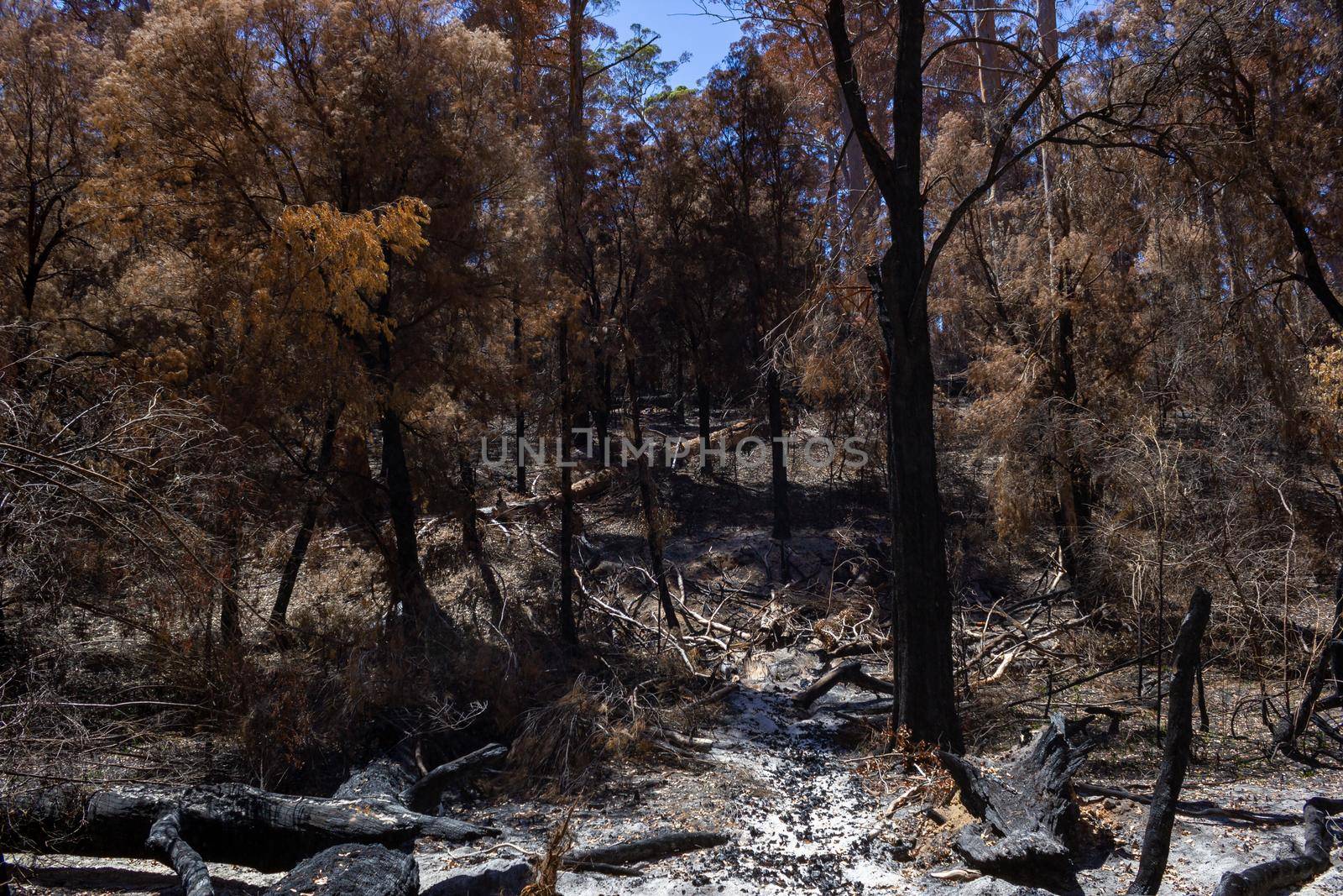 Australian forest after the serious bushfire in Mount Frankland South Natiional Park, near Walpole, Australia by bettercallcurry