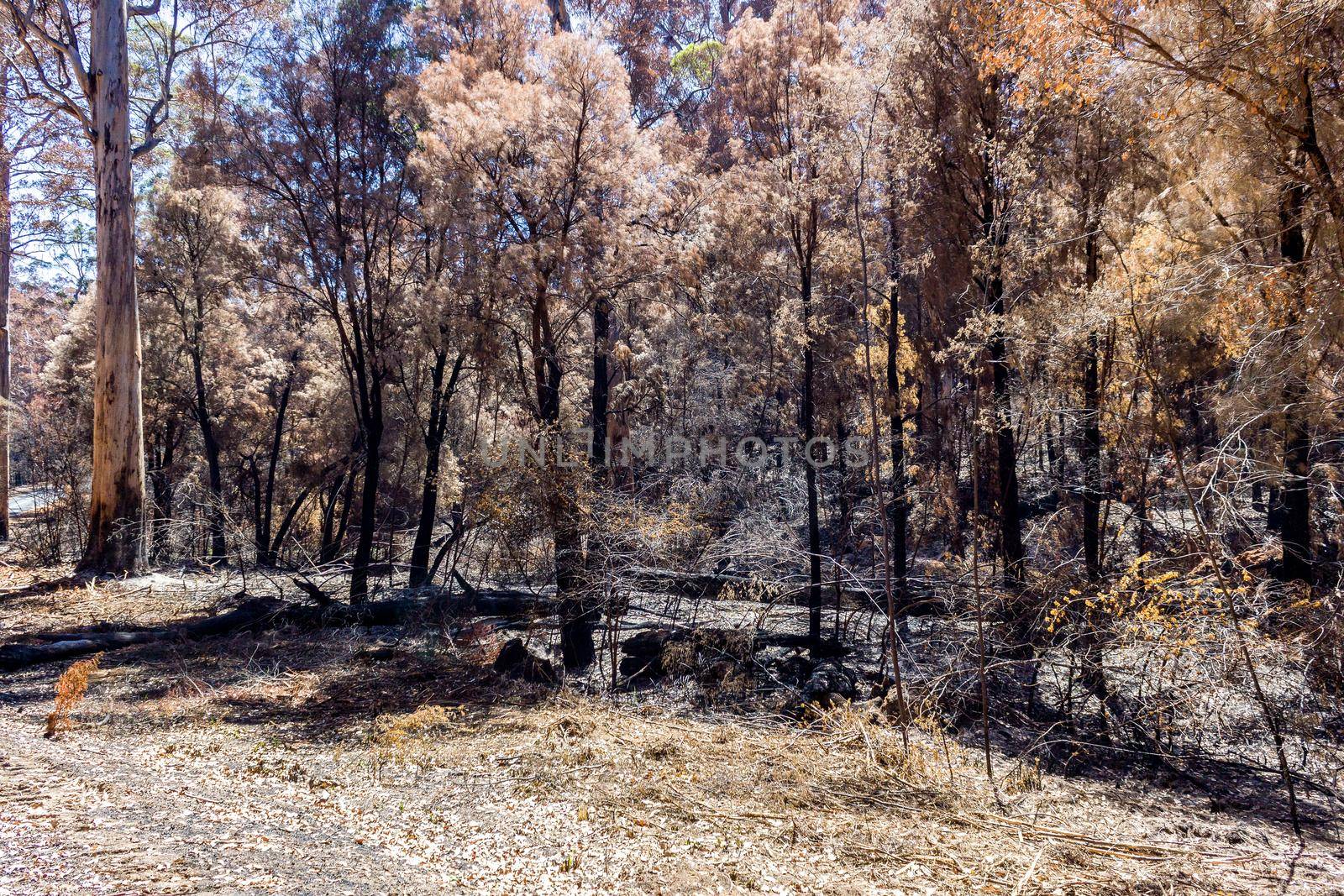 Australian forest after the serious bushfire in Mount Frankland South Natiional Park, near Walpole, Australia by bettercallcurry