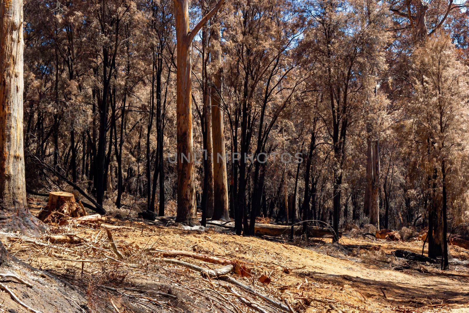 Australian forest after the serious bushfire