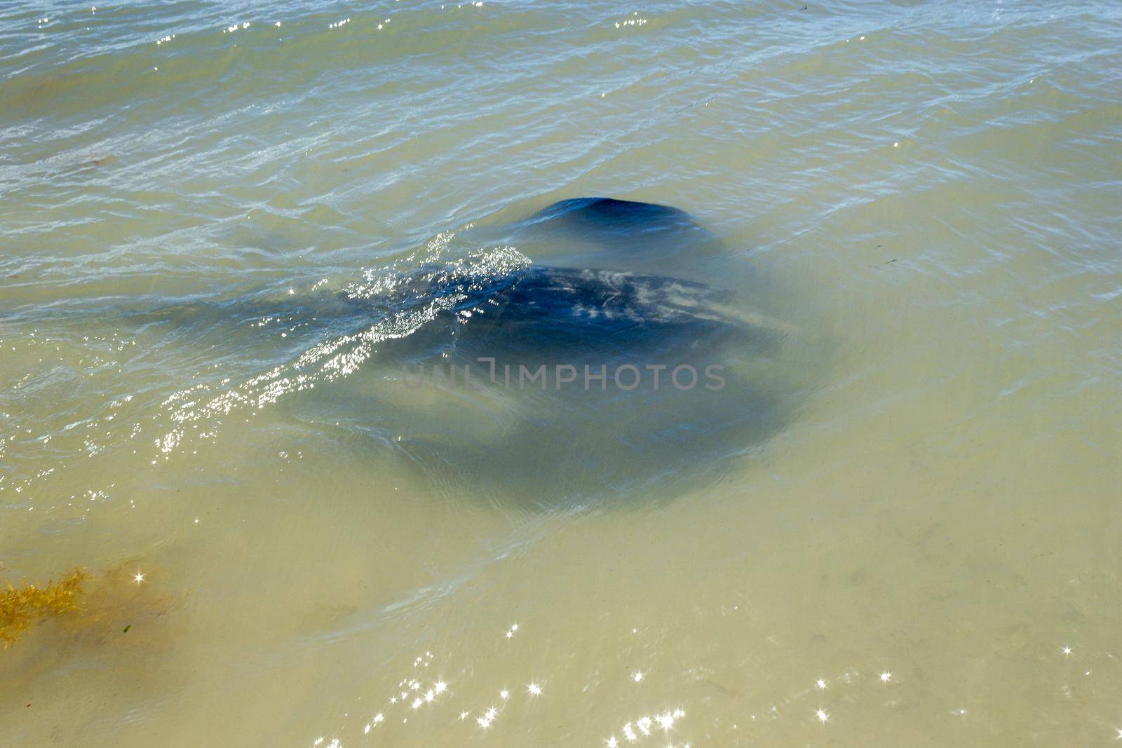 Big black Stingray swimming in the shallow shore at Hamelin Bay, Western Australia by bettercallcurry