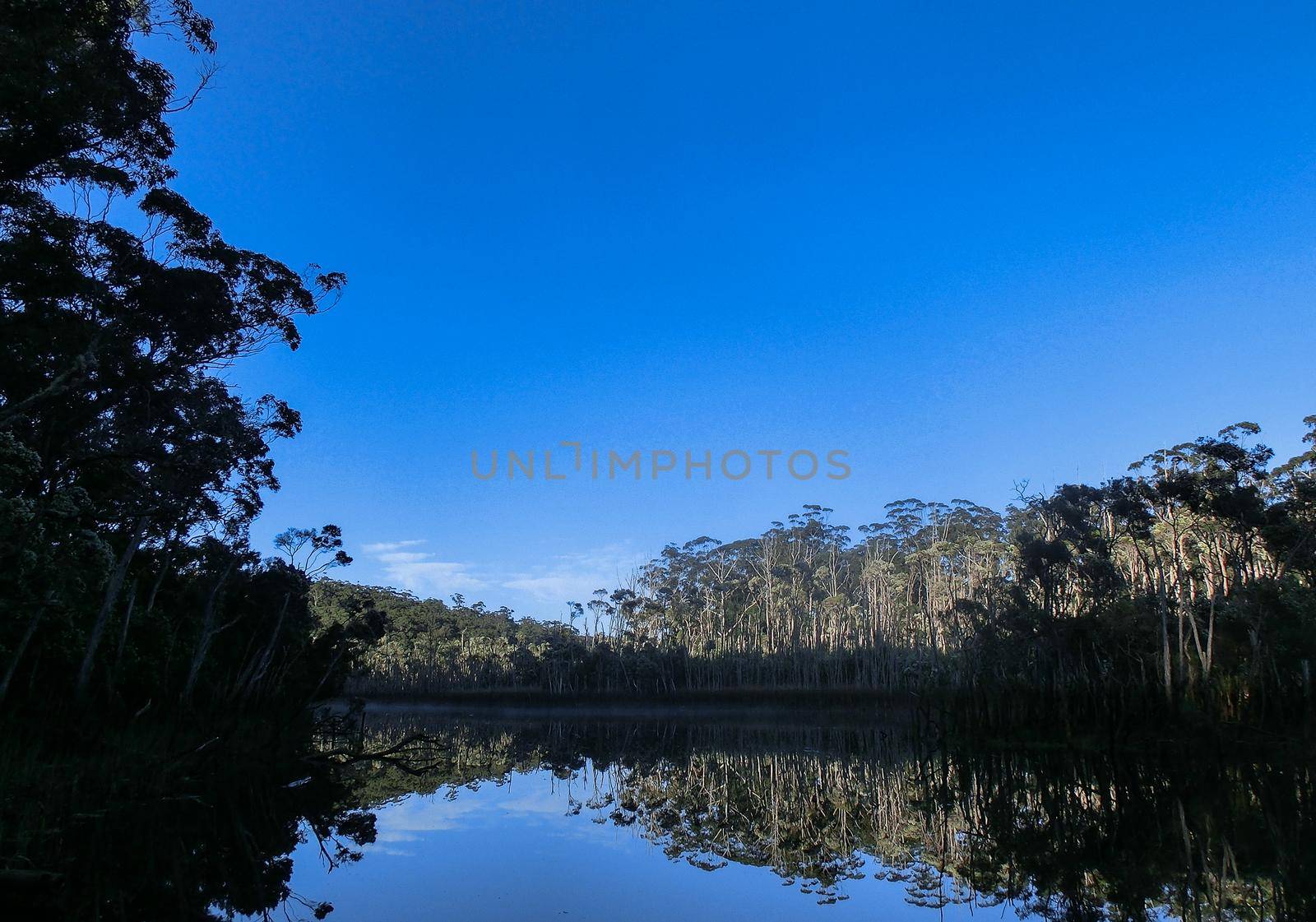 trees reflecting in a Lake in the middle of the forrest, New South Wales, Australia by bettercallcurry