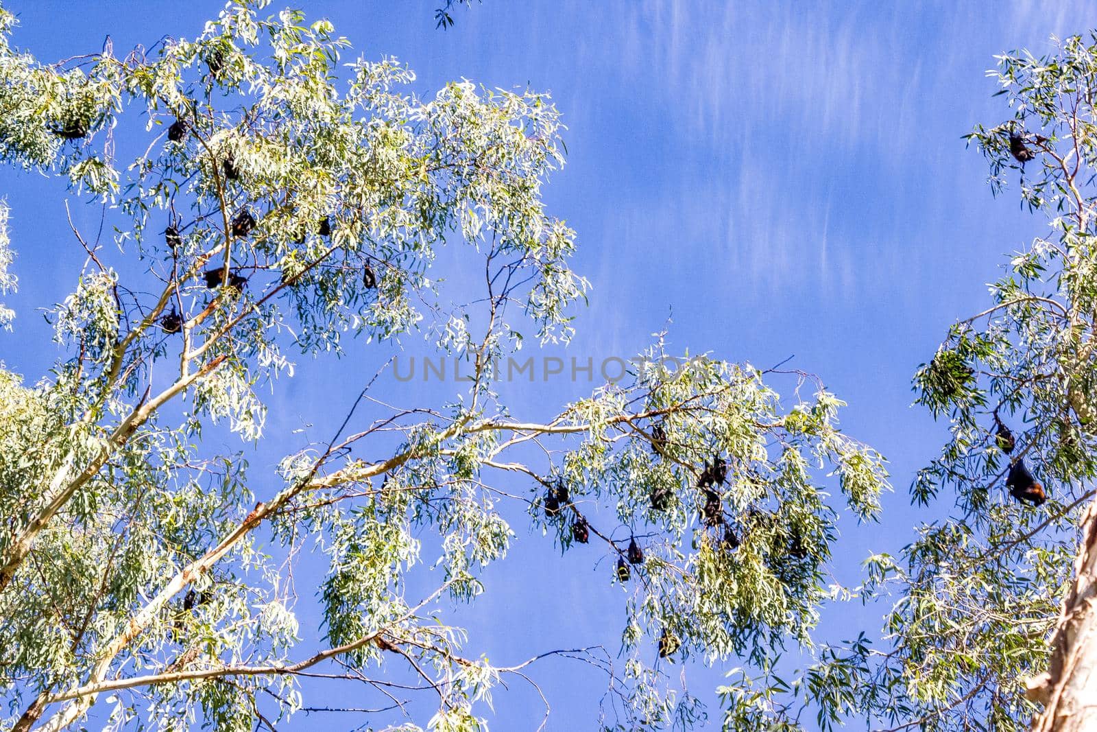 Black bats hanging upside down in trees in the Karijini National Park, Western Australia by bettercallcurry