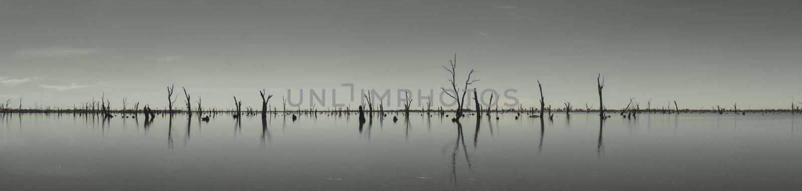 Photograph of dead tree trunks sticking out of the water, Australia by bettercallcurry