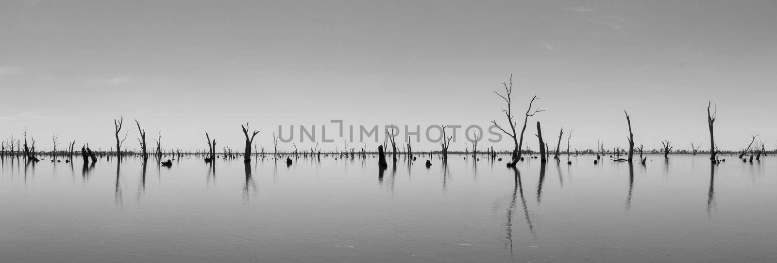 Photograph of dead tree trunks sticking out of the water, Australia by bettercallcurry