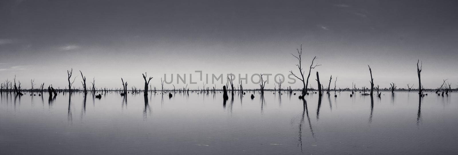 black and white Picture of dead tree trunks sticking out of the water,NSW, Australia