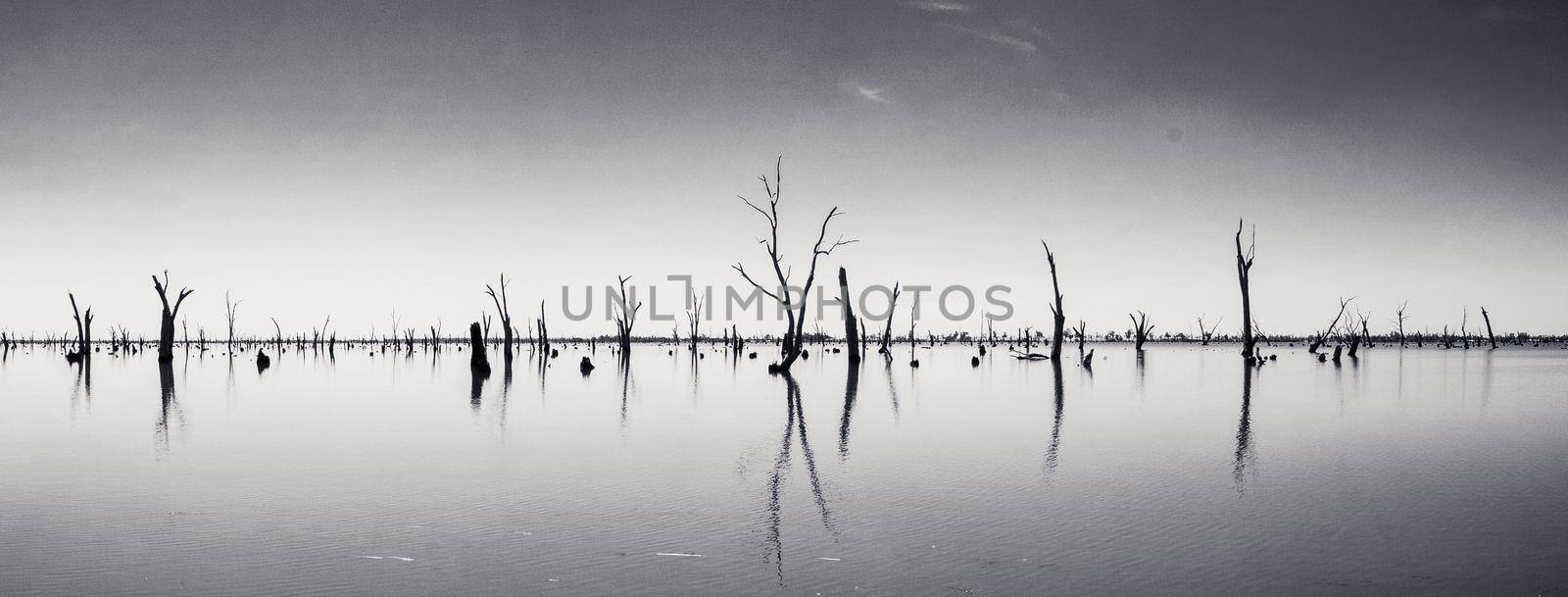 black and white Picture of dead tree trunks sticking out of the water,NRW, Australia