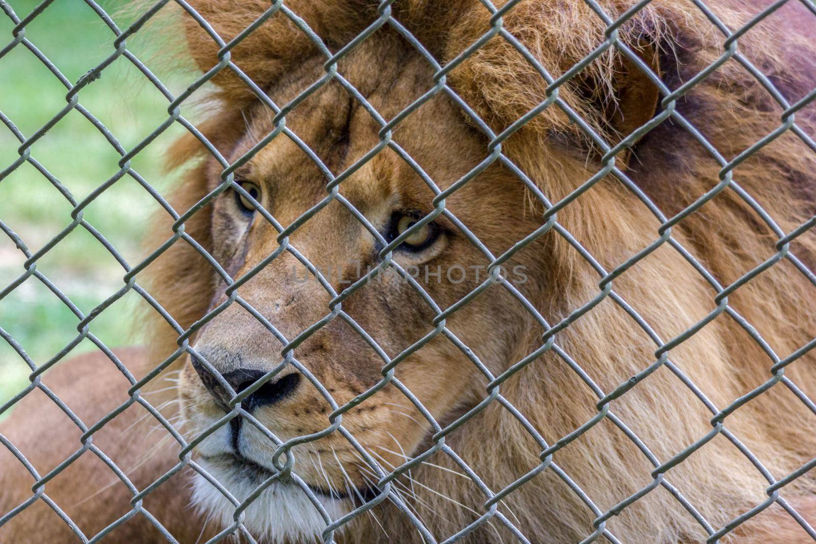 lion behind a fence in an Australian Zoo, NSW Australia