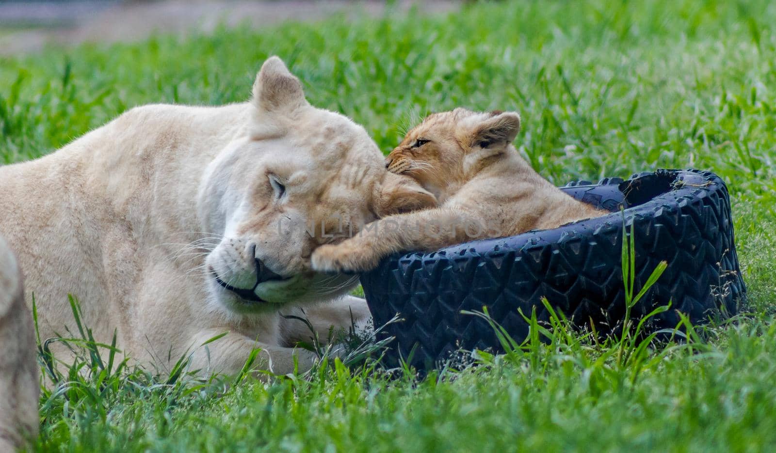 Lion mother and cub playing togehter in a zoo by bettercallcurry