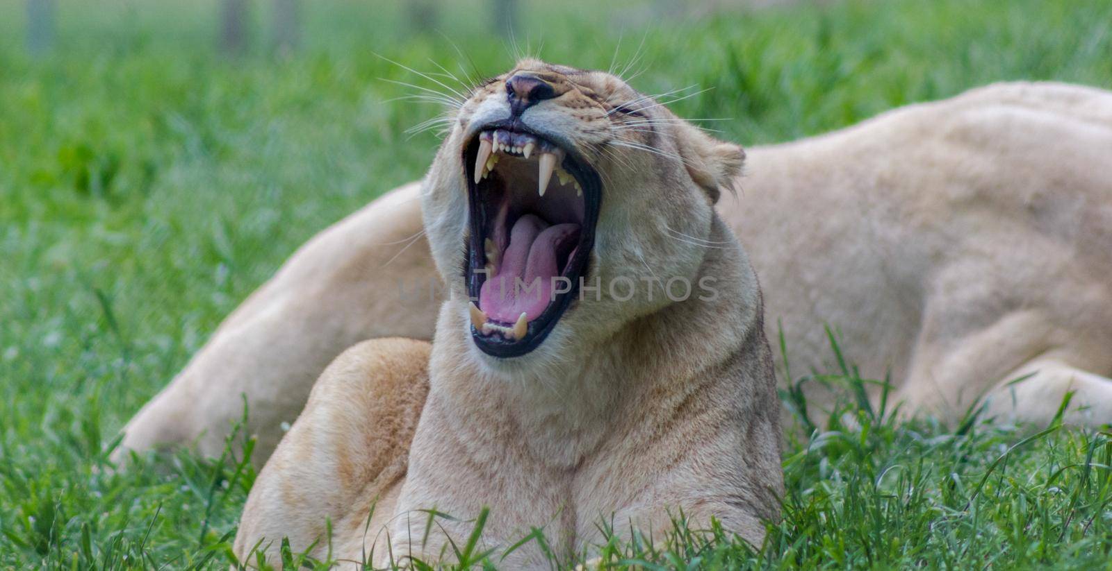 Female lion yawning in an Zoo, Australia by bettercallcurry
