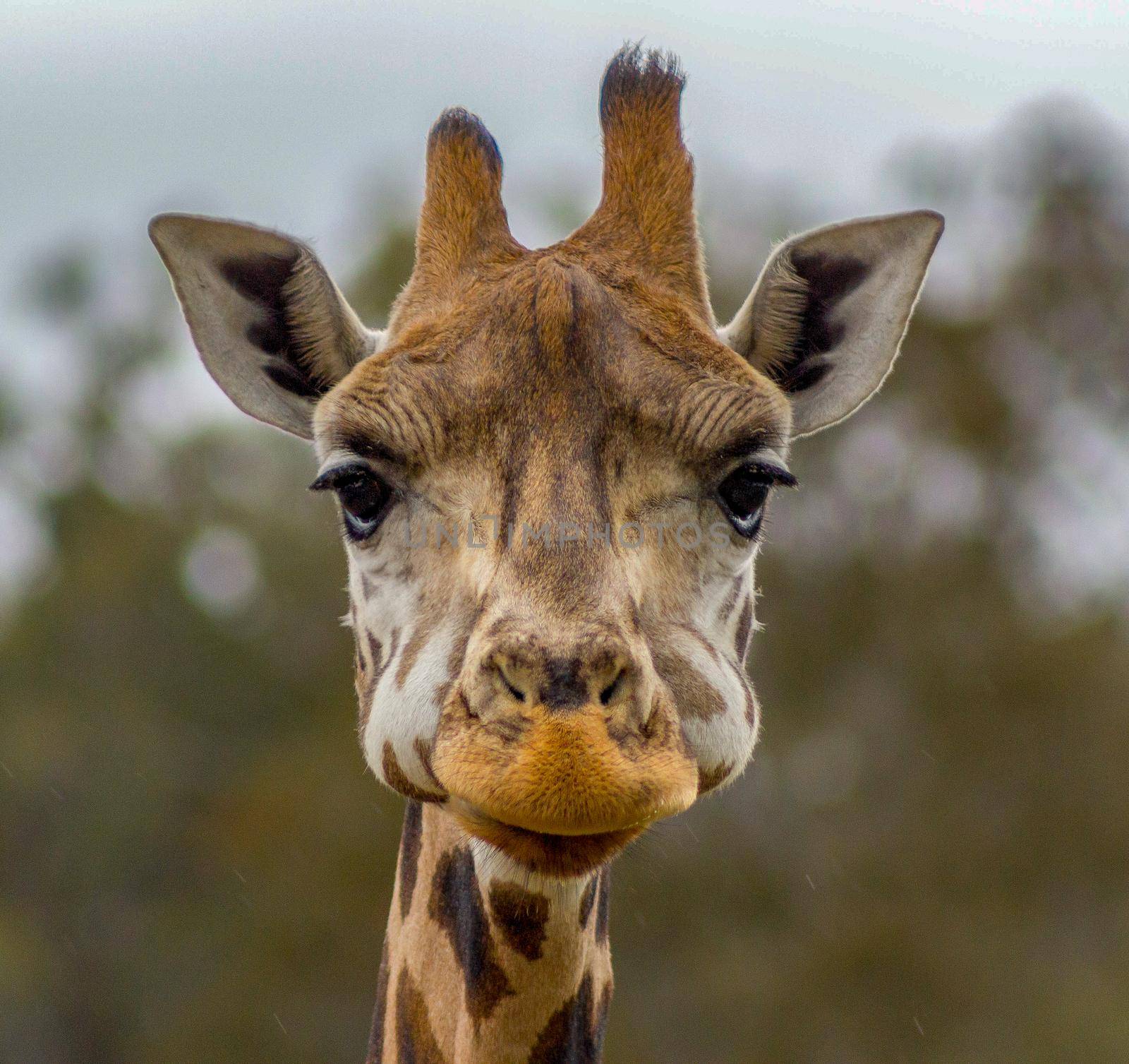 Head of a giraffe in a Zoo by bettercallcurry