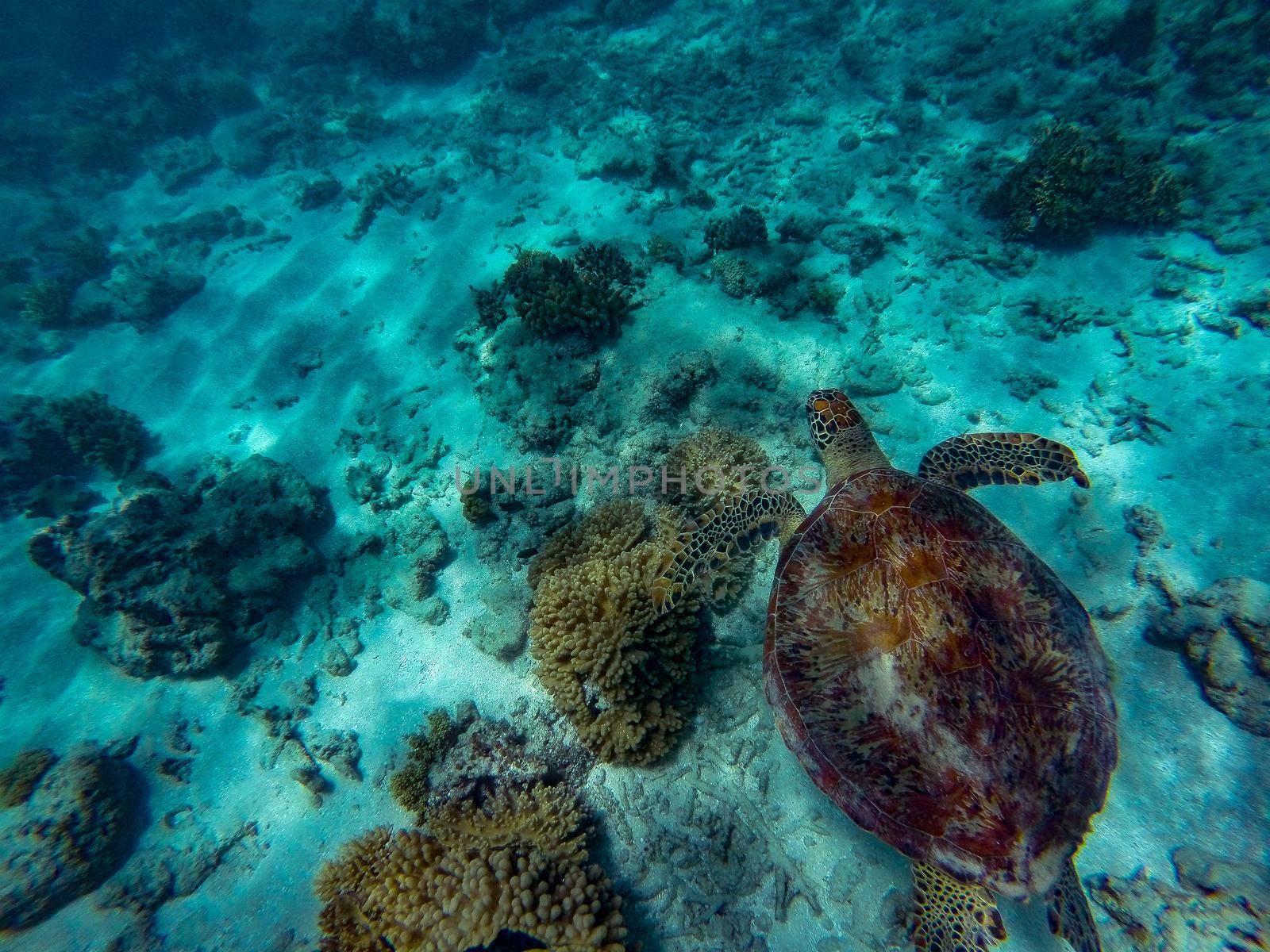 A Green Sea Turtle swimming above coral reef in beautiful clear water, great barrier reef, cairns, Australien by bettercallcurry