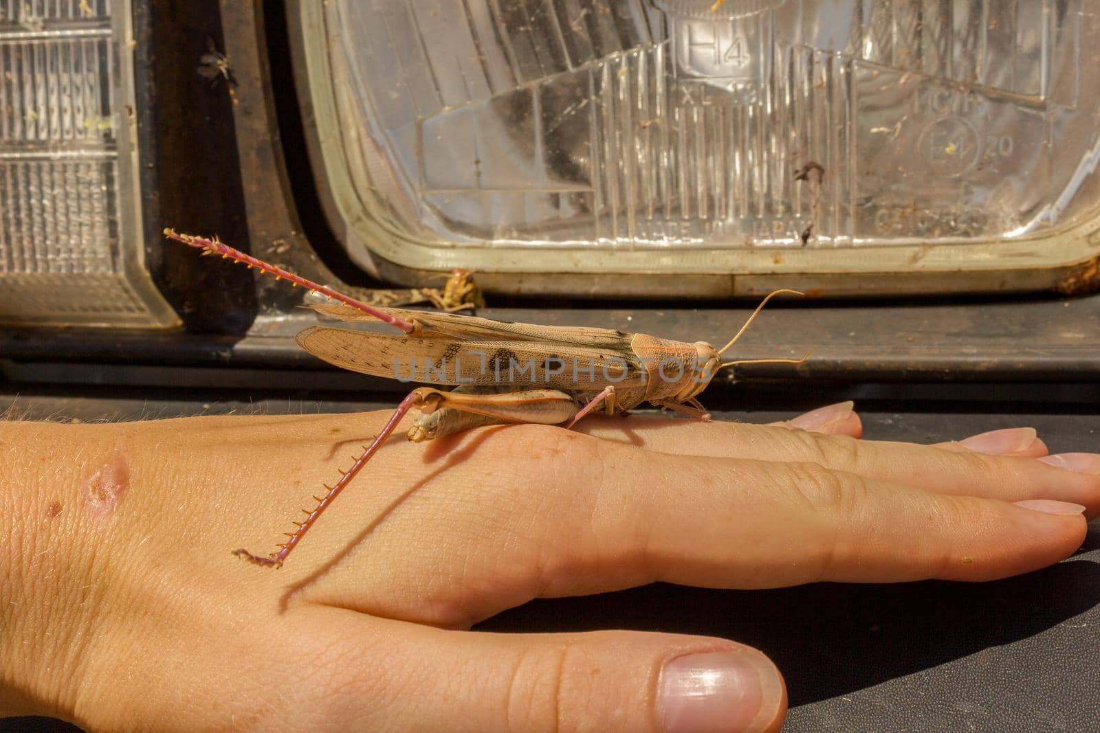 huge dead locust on a hand for scale in front of the car lights. it got killed by a driving car, animal