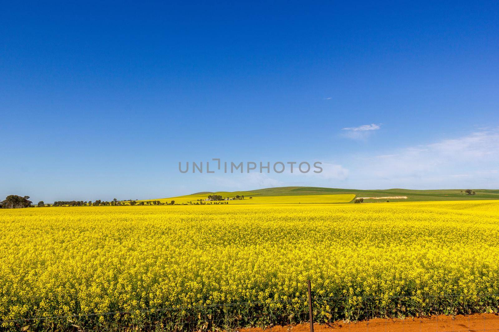 Rapsfeld - Mildura, Süd Australien by bettercallcurry