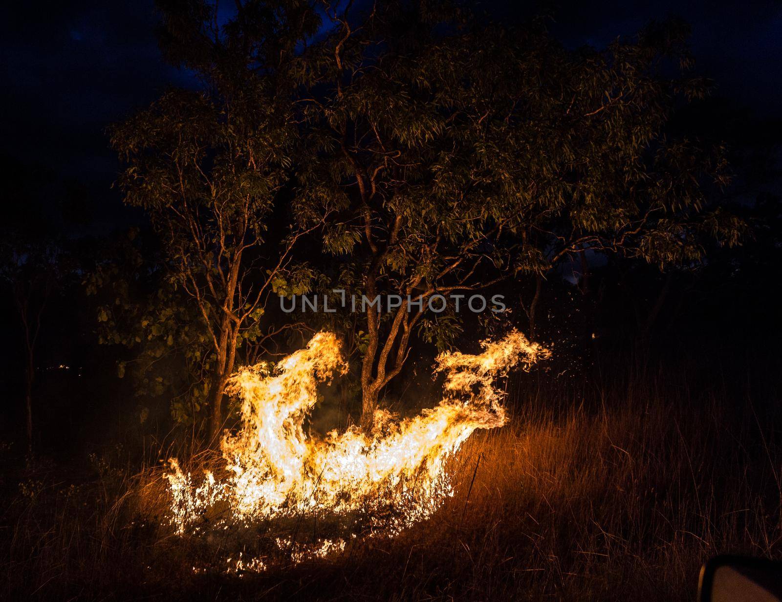 australian bushfire at Night next to a tree