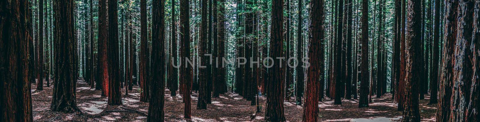 Rows of trees at the Redwood Forest is a tourist Icon for nature lovers and for Photography. California Redwoods were planted in the 1930's, Warburton in the Yarra Valley. Melbourne, Australia.