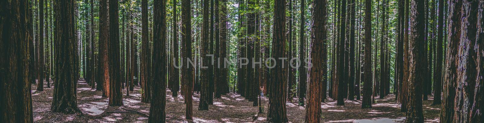 Rows of trees at the Redwood Forest is a tourist Icon for nature lovers and for Photography. California Redwoods were planted in the 1930's, Warburton in the Yarra Valley. Melbourne, Australia.