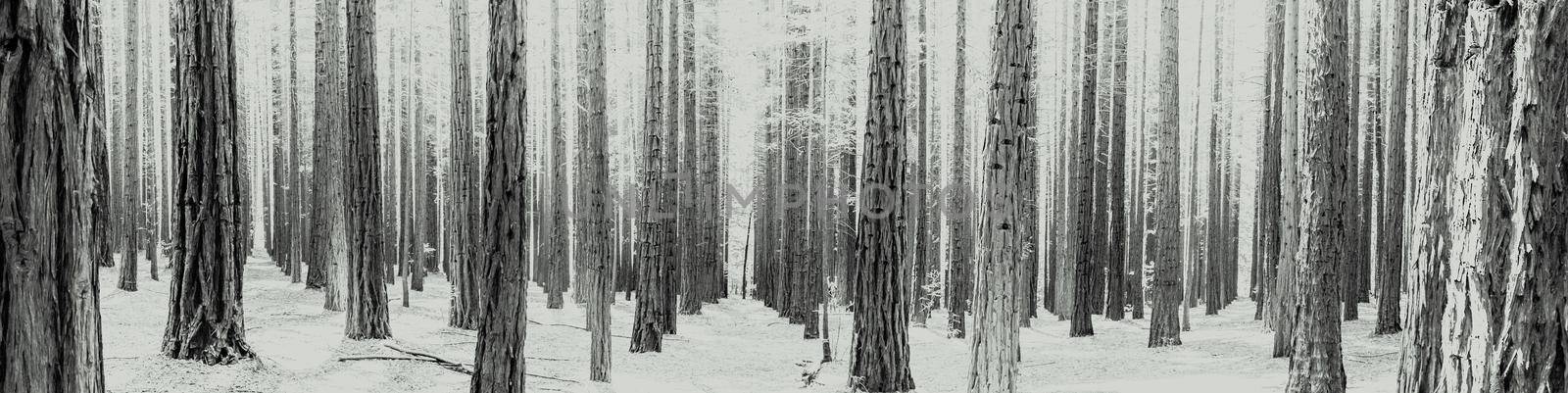 Rows of trees at the Redwood Forest is a tourist Icon for nature lovers and for Photography. California Redwoods were planted in the 1930's, Warburton in the Yarra Valley. Melbourne, Australia.