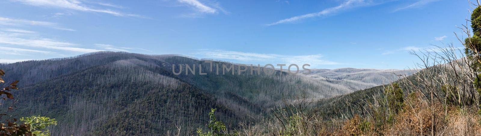 Mountains covered with dead trees, East Warburton, Australia by bettercallcurry