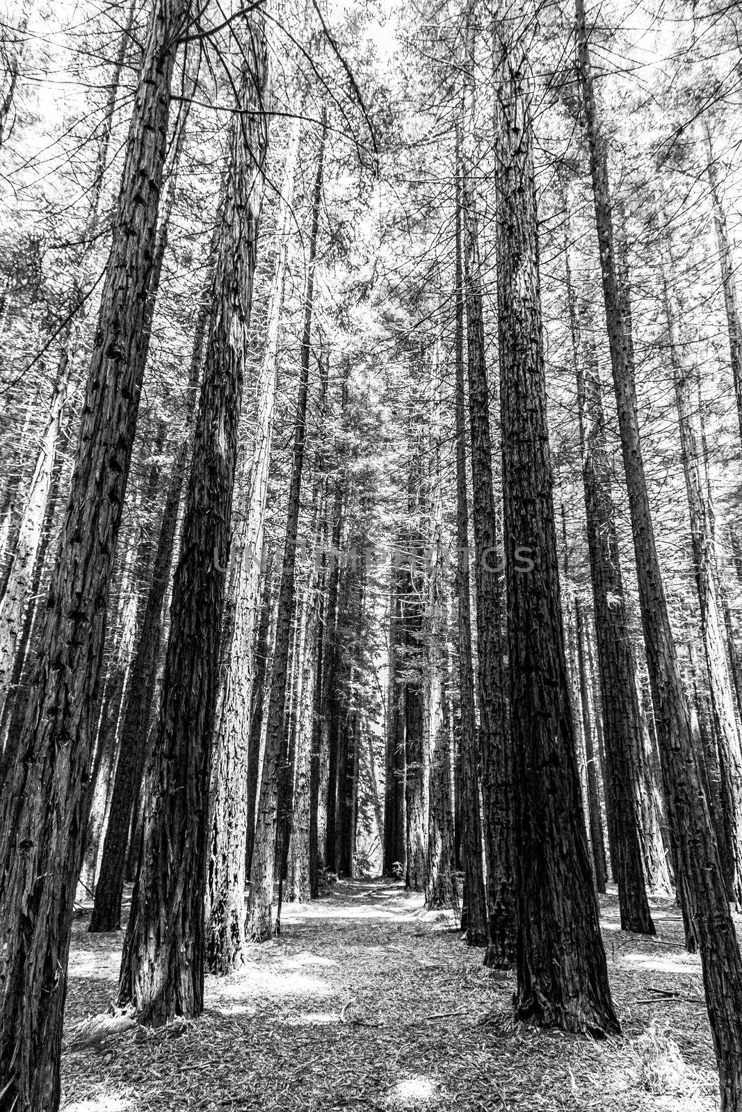 Rows of trees in Redwood Forest are a tourist icon for nature lovers and photography. Redwoods were planted in Warburton in the Yarra Valley in the 1930s. Melbourne, Australia by bettercallcurry