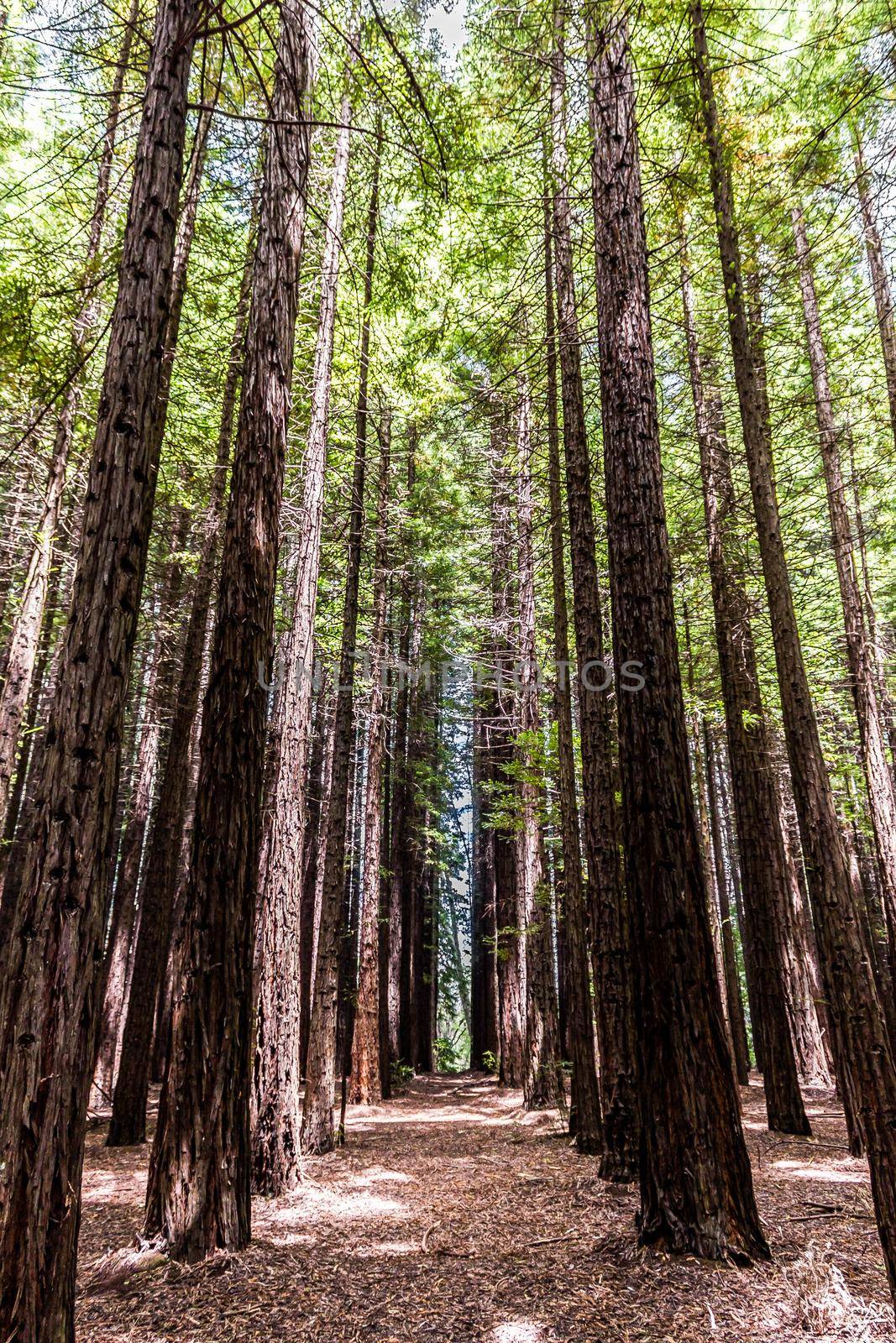 Rows of trees in Redwood Forest are a tourist icon for nature lovers and photography. Redwoods were planted in Warburton in the Yarra Valley in the 1930s. Melbourne, Australia by bettercallcurry
