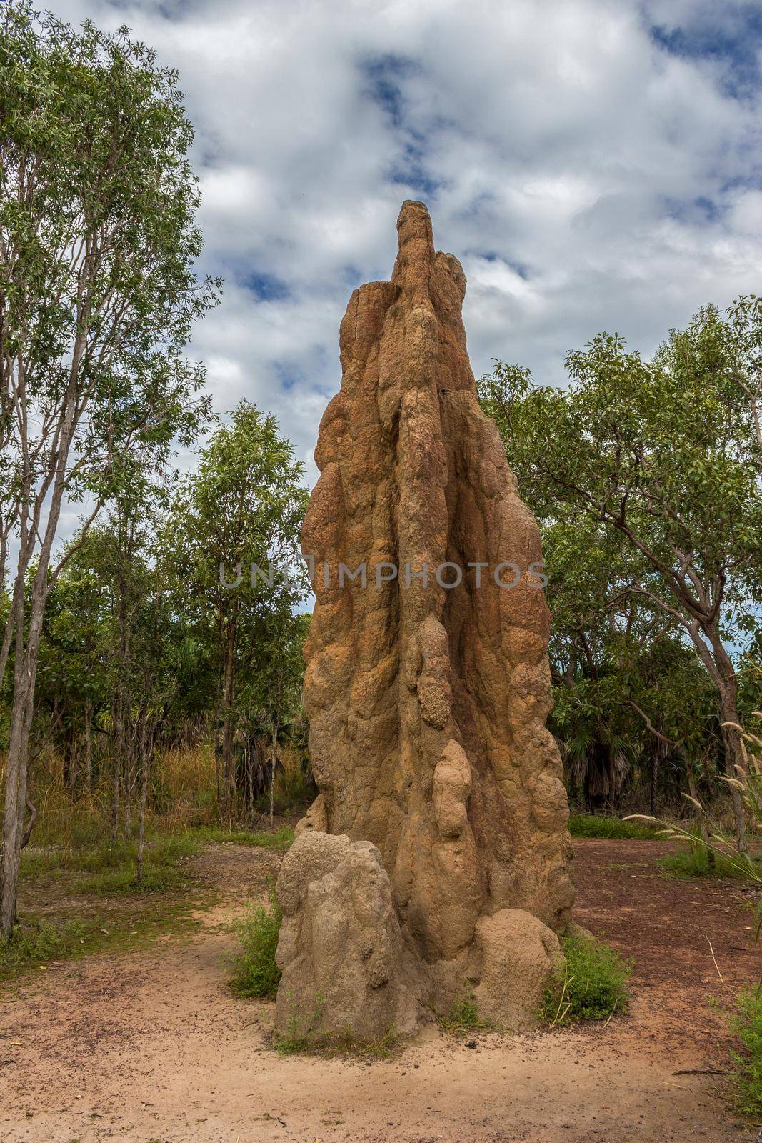 Termite Mound in Litchfield National Park, Northern Territory