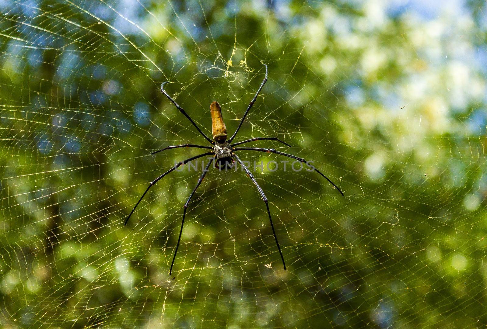A large northern golden orb weaver or giant golden orb weaver spider Nephila pilipes typically found in Asia and Australia. It is a species of spider known for spinning intricate and beautiful web.