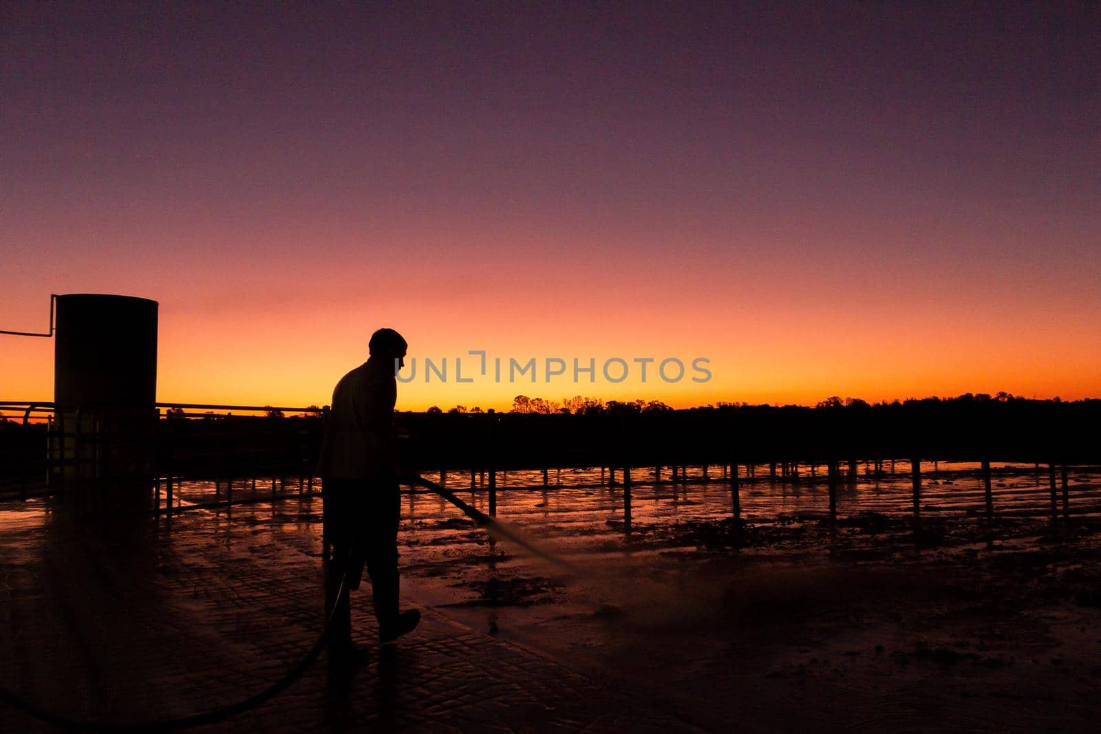 silhouette of a young man cleaning daiy farm after sessions of milking, victoria, australia by bettercallcurry