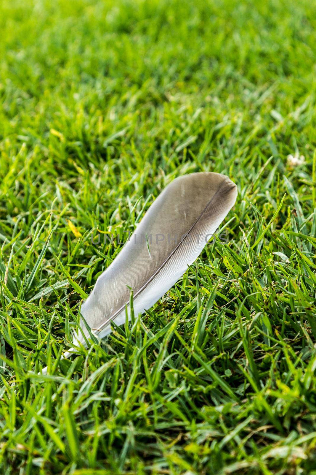 macro picture of a bird feather on green grass by bettercallcurry