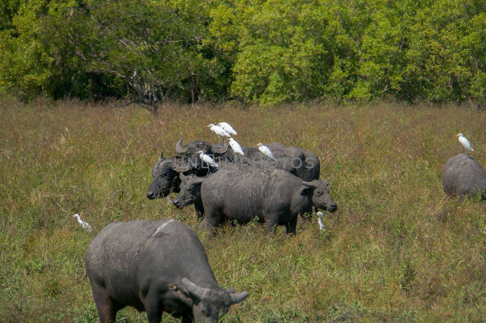 Bird Life of Kakadu National Park White Egret sitting on cows, Yellow Waters, billabong, Kakadu National Park, Northern Territory