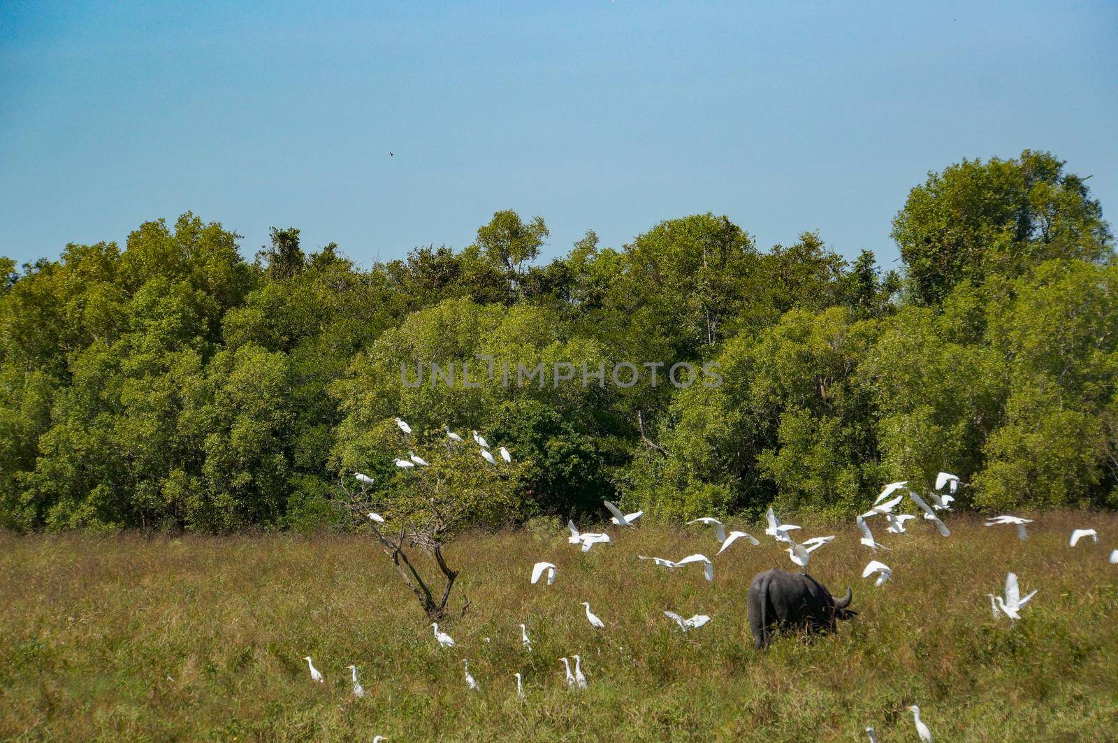 Vogelleben des weißen Reihers des Kakadu-Nationalparks, der auf Kühen, gelbes Wasser, billabong, Kakadu-Nationalpark, Nordterritorium sitzt