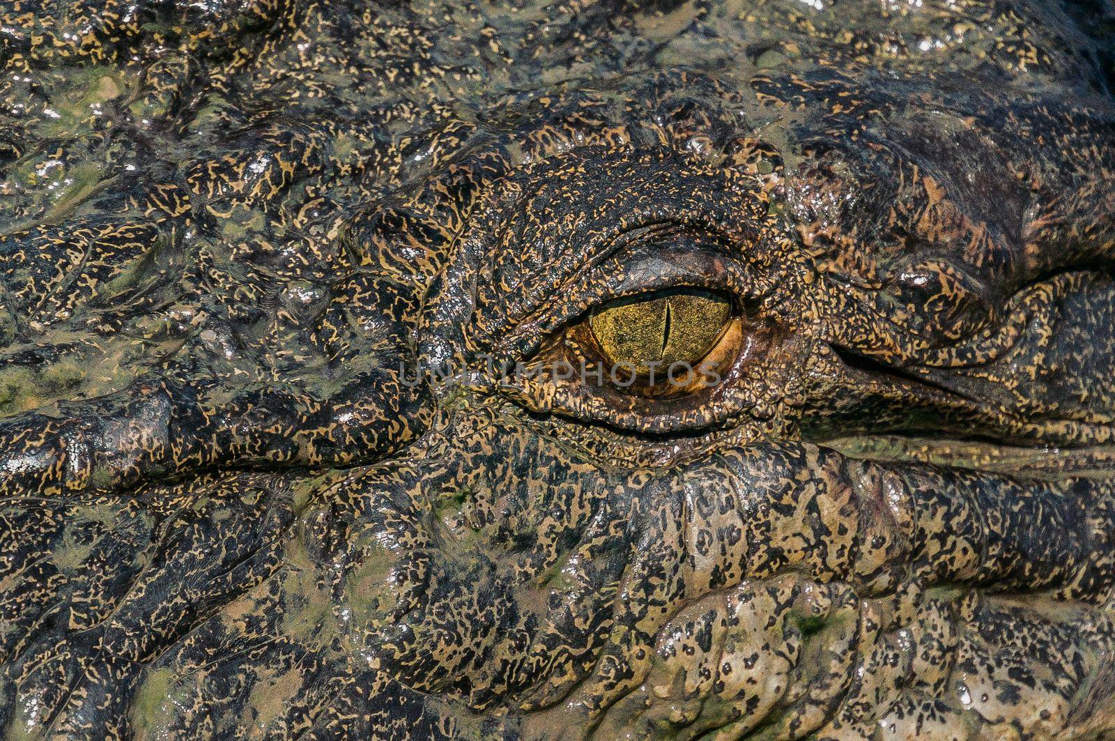 Eye of the crocodile in Kakadu National Park in Australia's