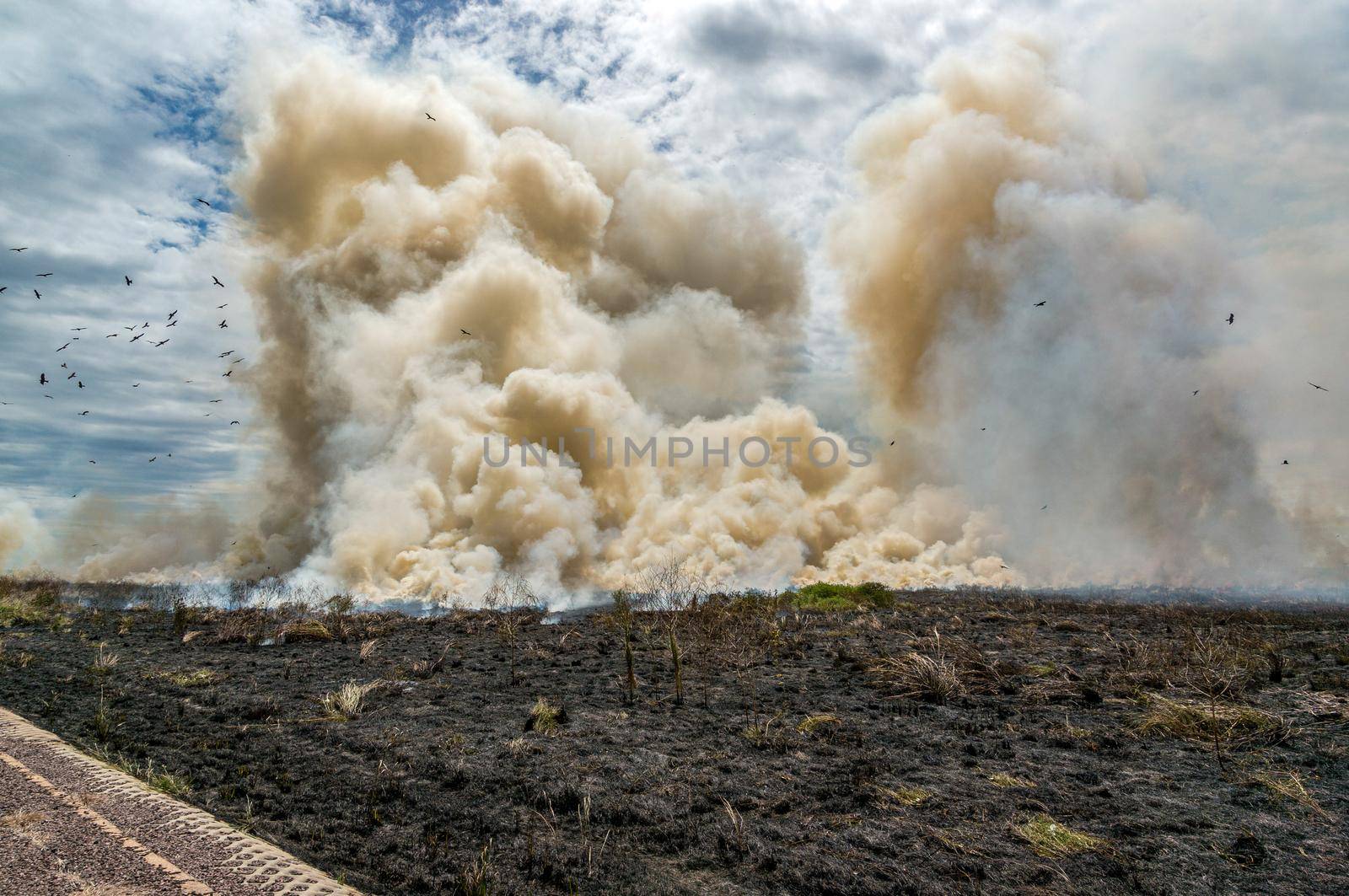 controlled Bushfire in Kakadu National Park, with diffrent birds, Northern Territory, Australia by bettercallcurry