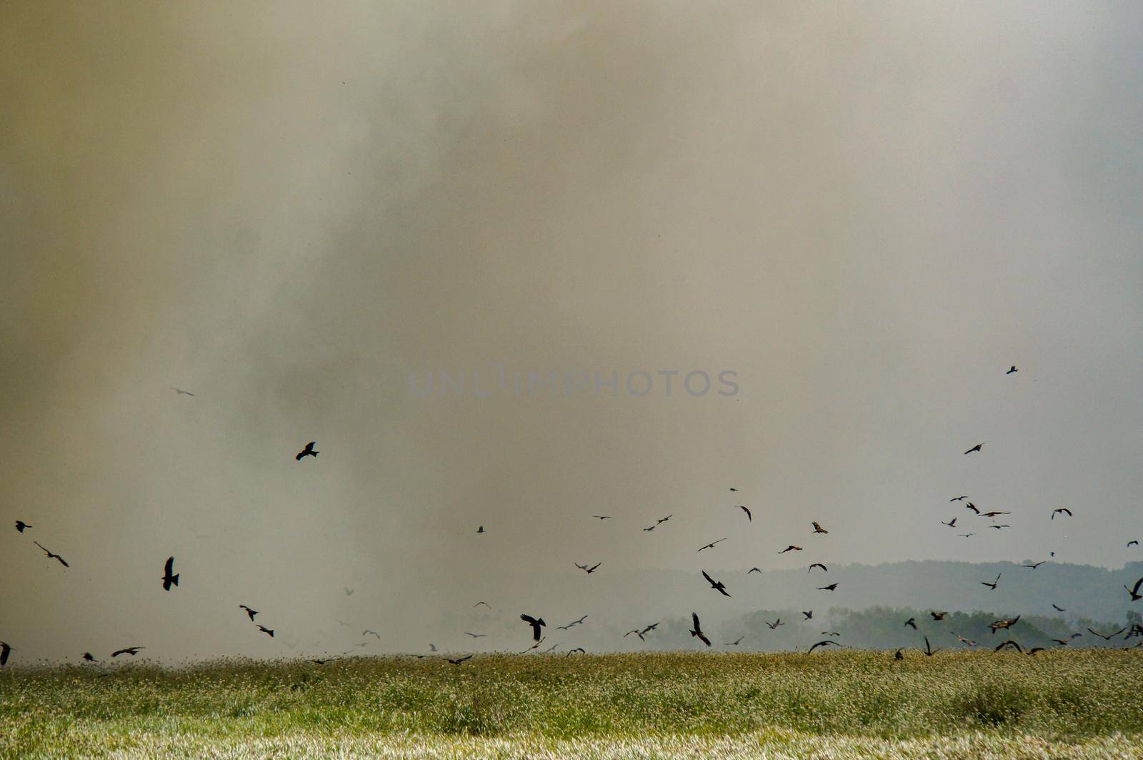 controlled Bushfire in Kakadu National Park, with diffrent birds, Northern Territory, Australia by bettercallcurry