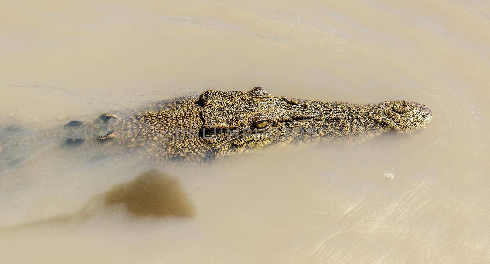 saltwater crocodile in Kakadu National Park in Australia's Northern Territory. by bettercallcurry