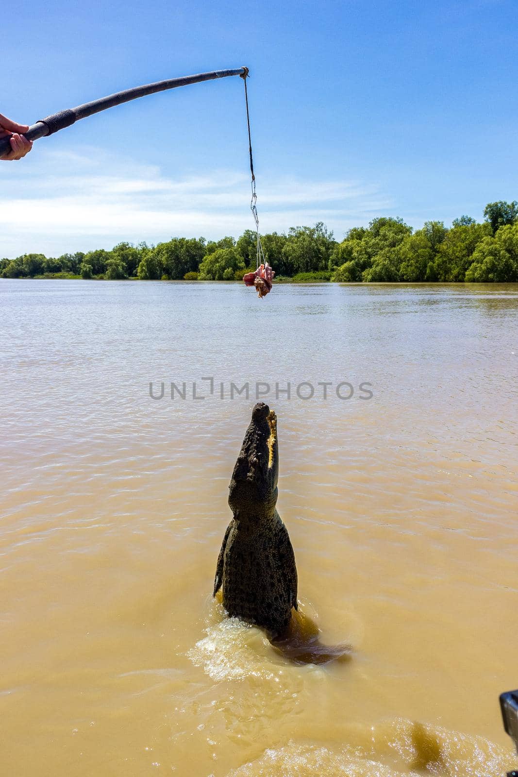 Jumping saltwater crocodile in Kakadu National Park in Australia's Northern Territory. by bettercallcurry
