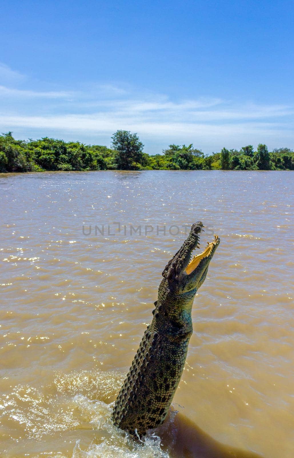 Jumping saltwater crocodile in Kakadu National Park in Australia's