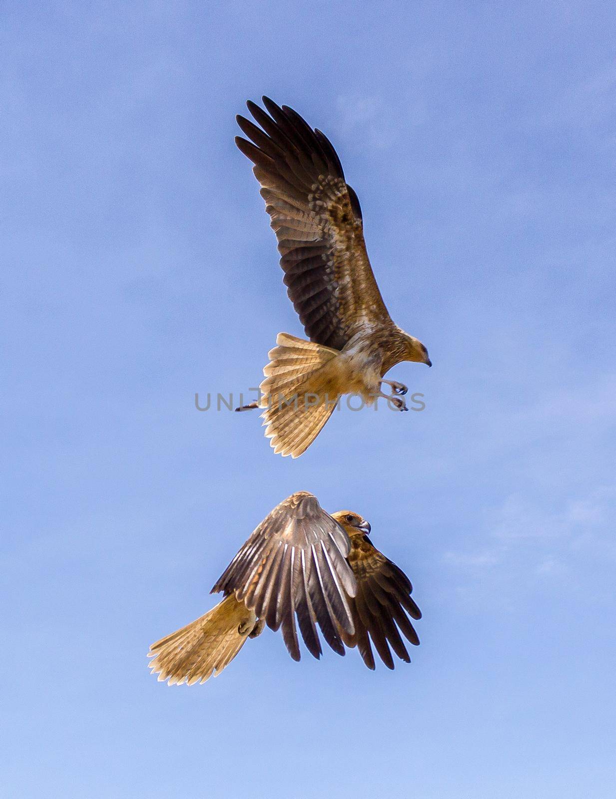 2 adult red-tailed hawk flies into the sun on a bright blue sky day by bettercallcurry