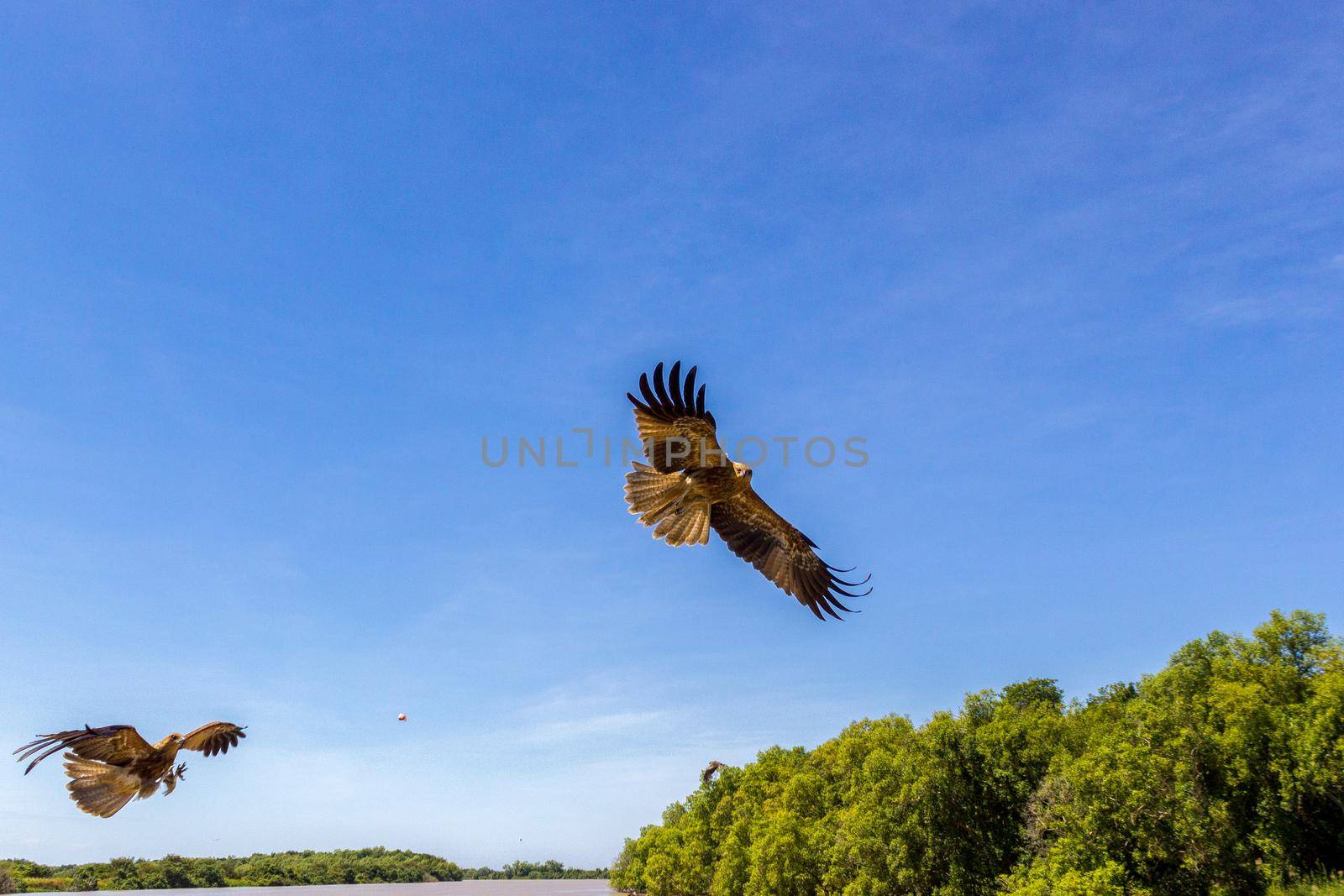 An adult red-tailed buzzard flies into the sun on a bright blue sky day