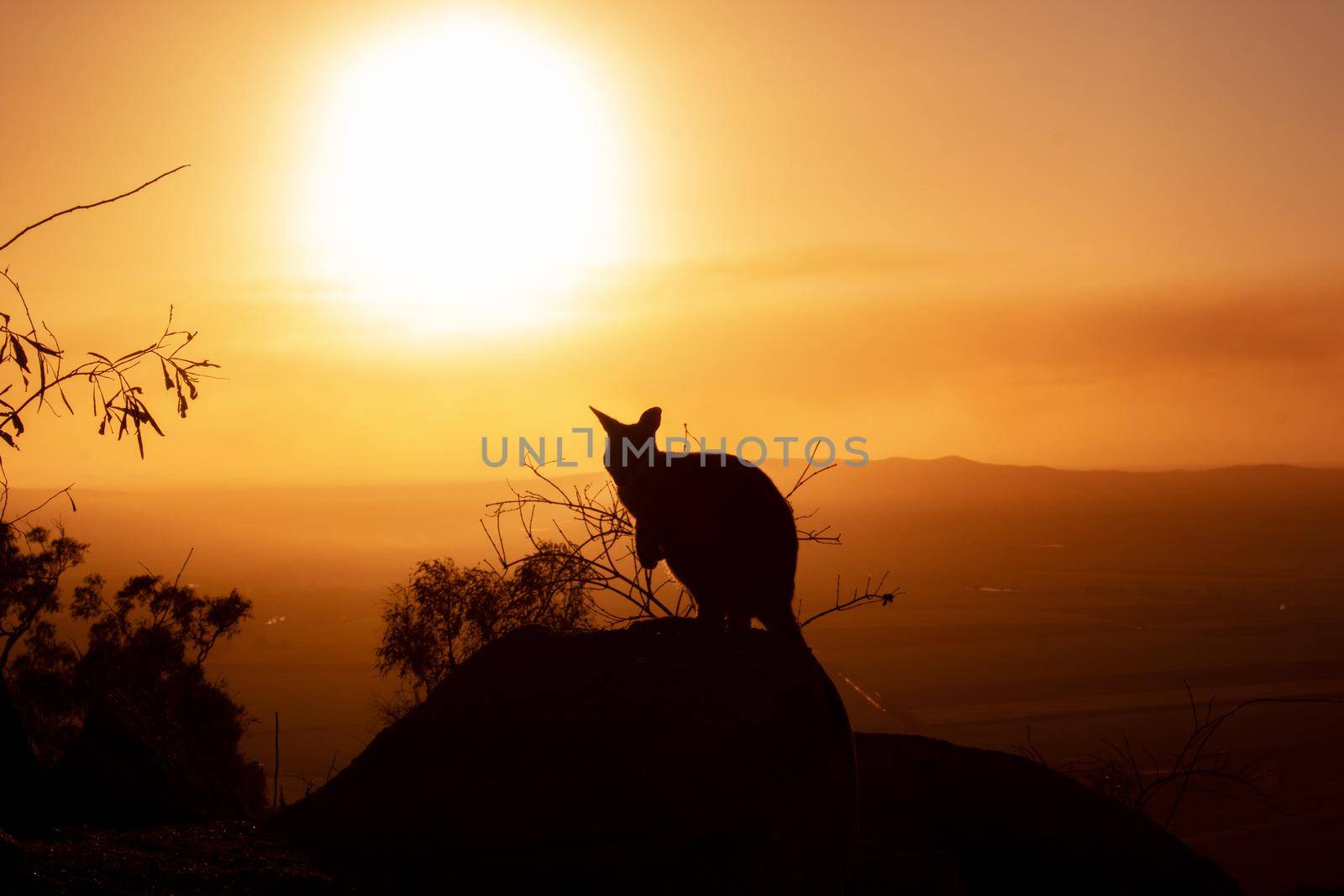 Silhouette of a kangaroo on a rock with a beautiful sunset in the background. The animal looks towards the camera. This picture was taken on a hill. Queensland by bettercallcurry