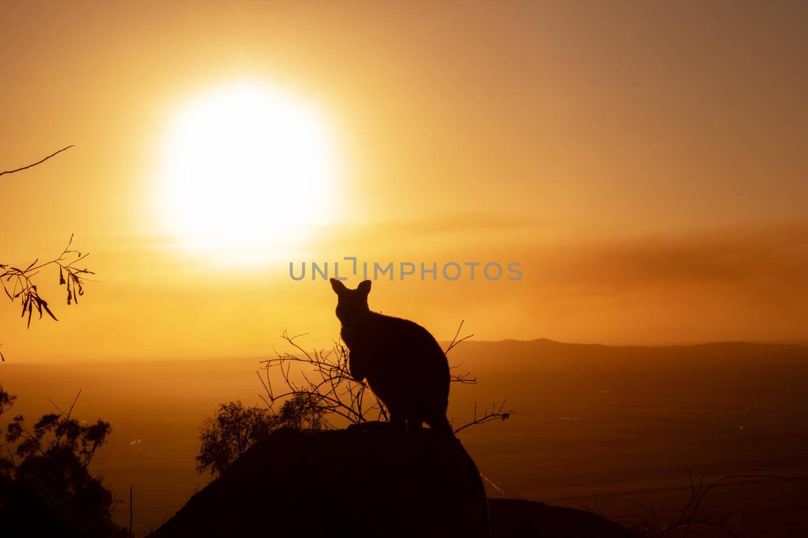 Silhouette of a kangaroo on a rock with a beautiful sunset in the background. The animal looks towards the camera. This picture was taken on a hill. Queensland by bettercallcurry