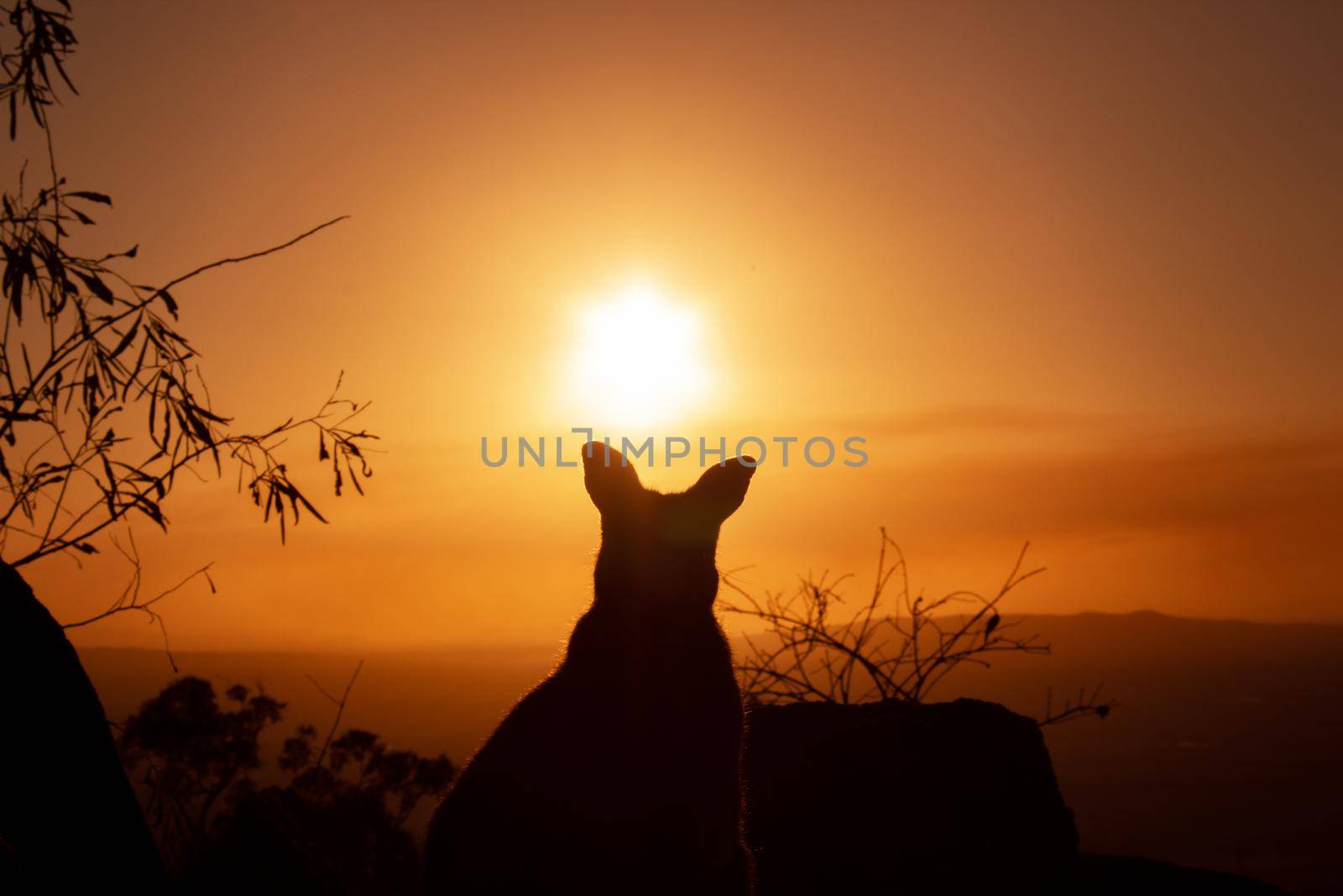 Silhouette of a kangaroo on a rock with a beautiful sunset in the background. The animal looks towards the camera. This picture was taken on a hill. Queensland, Australia