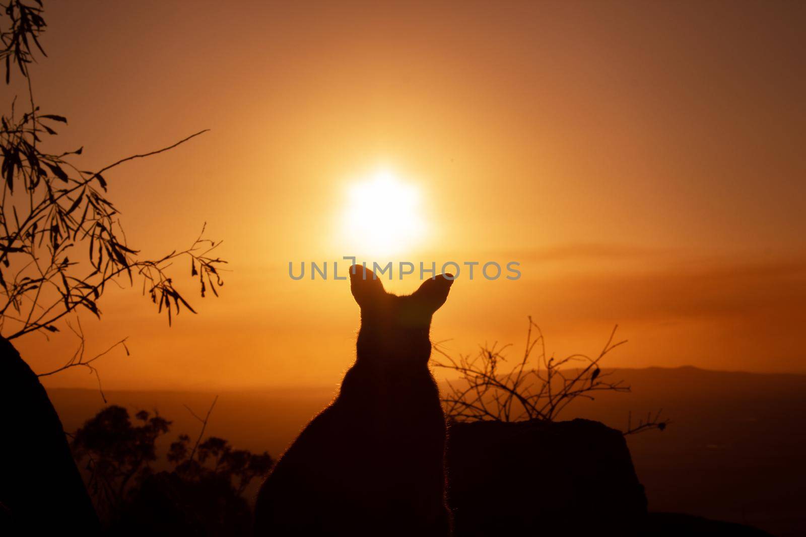 Silhouette of a kangaroo on a rock with a beautiful sunset in the background. The animal looks towards the camera. This picture was taken on a hill. Queensland by bettercallcurry