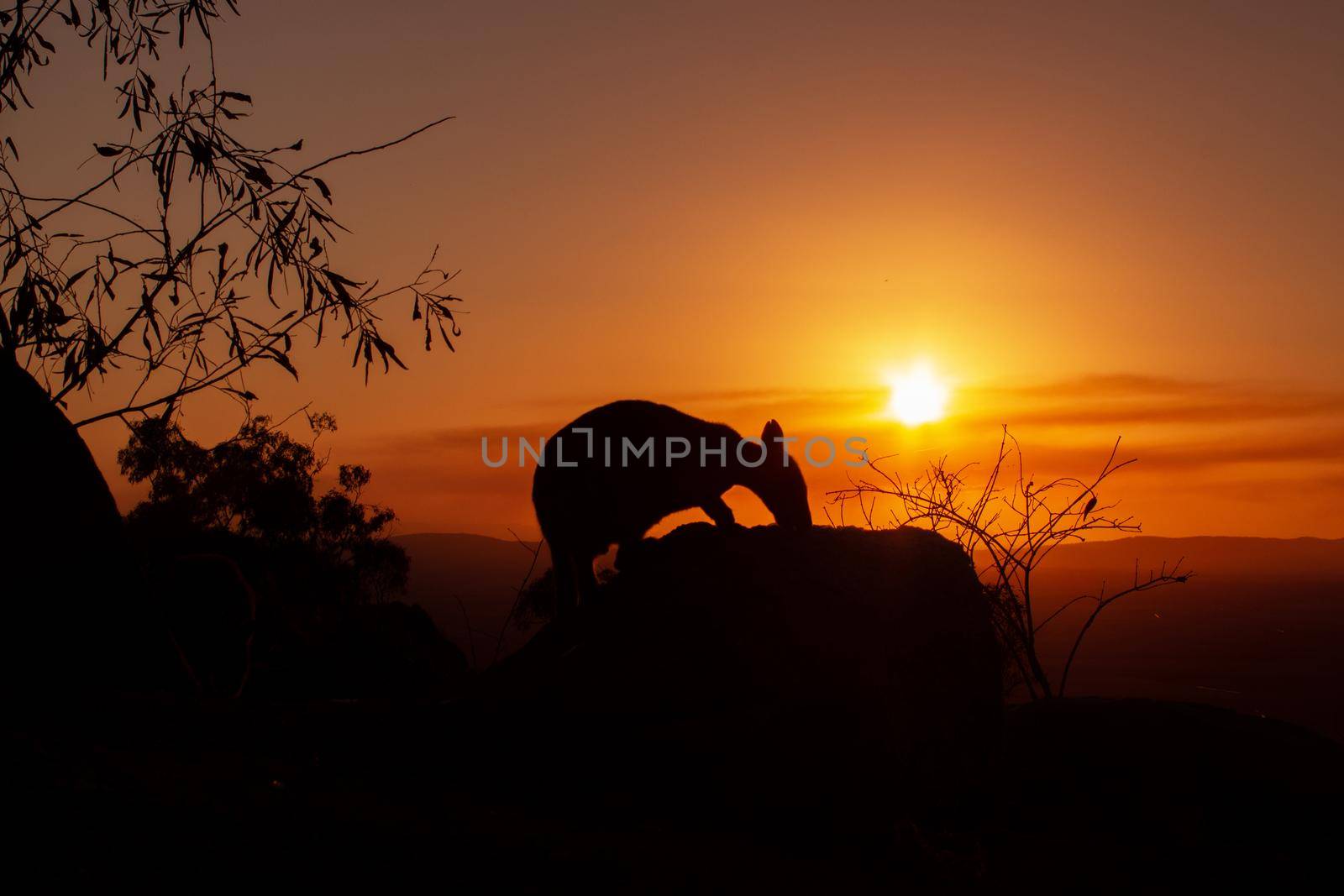 Silhouette of a kangaroo on a rock with a beautiful sunset in the background. The animal looks towards the camera. This picture was taken on a hill. Queensland by bettercallcurry